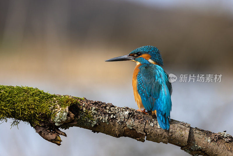 雄性普通翠鸟(Alcedo atthis)